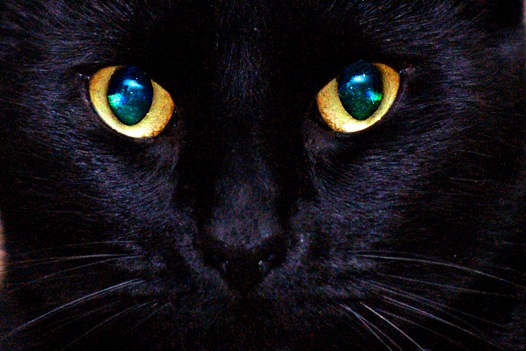 [black cat[4].jpg]