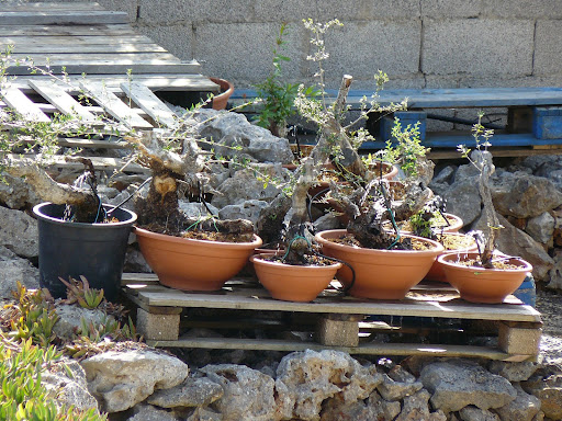 Mis Rincones Solriego1
