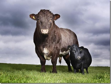 vaca