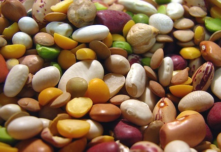 [beans[6].jpg]