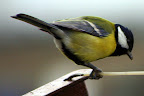 IMG_1452.JPG