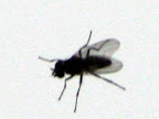 IMG_1463.JPG