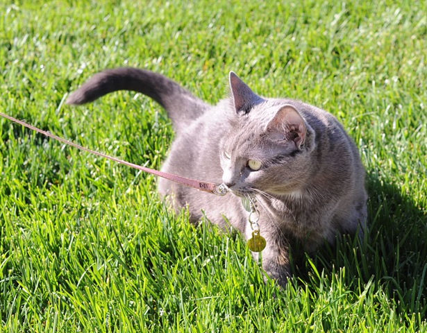 [Mooch in the back yard[4].jpg]