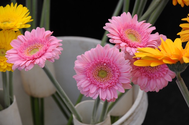 [Farmers Market May 2009 017[4].jpg]