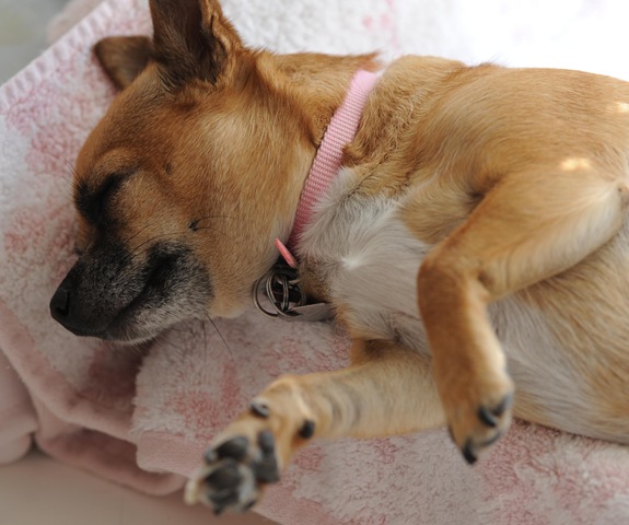 [Chelsea dreaming dreams[9].jpg]