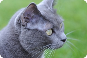 Gray cat on green grass