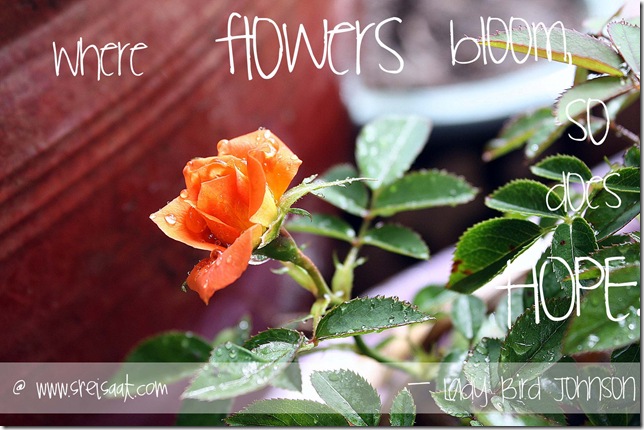 roses_and_hope