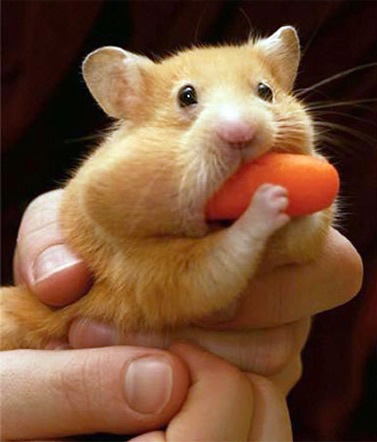 [hamster and carrot[2].jpg]
