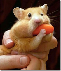 hamster and carrot