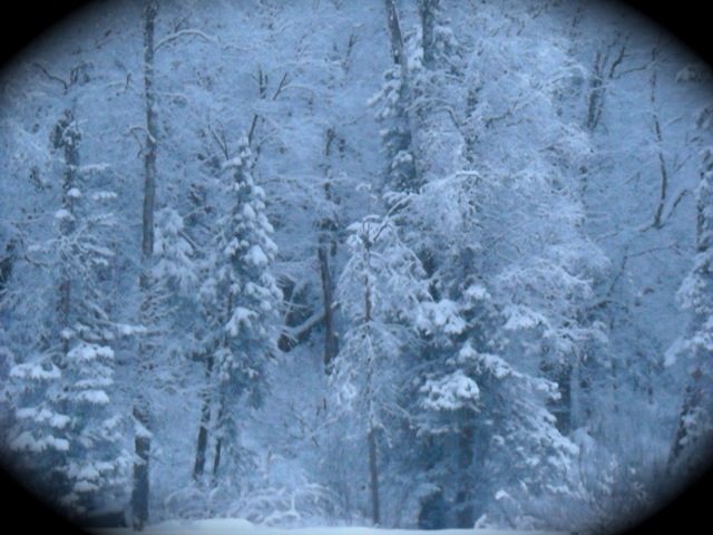 [snow on trees[2].jpg]