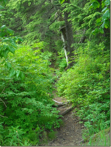 walk through the woods