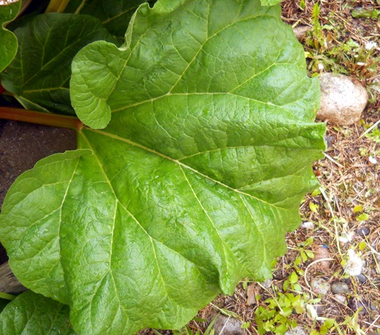 [rhubarb[3].jpg]