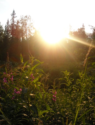 [sunandfireweed5.jpg]