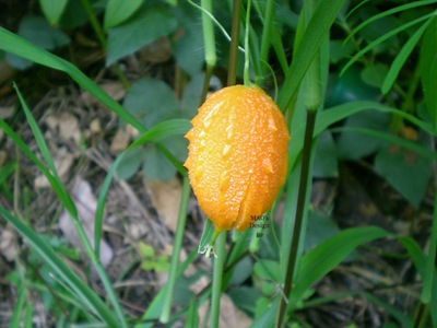DSCN7033 DSCN7033