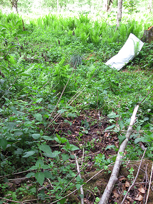 ecologizare piatra craiului 2009
