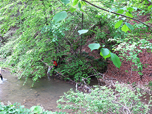 ecologizare piatra craiului 2009