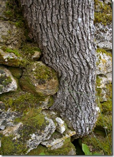 Arbre incruste Arbre incruste