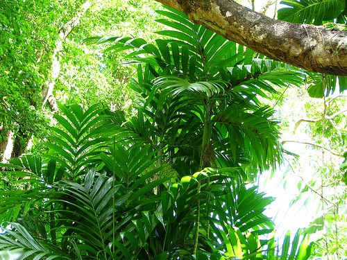 [areca triandra tanetahi.jpg]