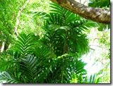 areca triandra tanetahi areca triandra tanetahi