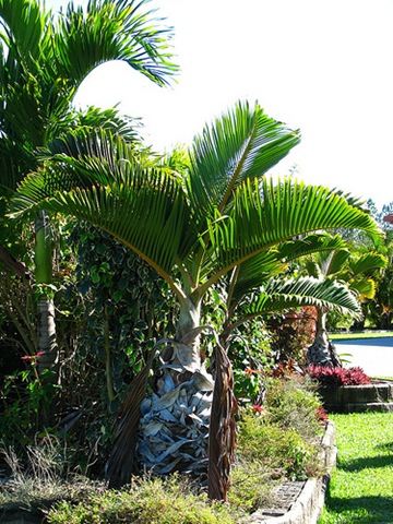 [hyophorbe lagenicaulis.jpg]