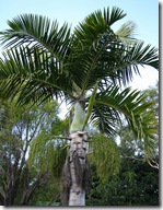 hyophorbe verschaffeltii