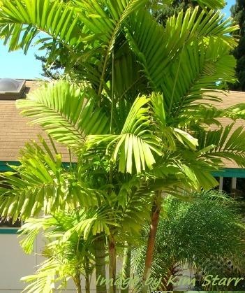 [ptychosperma microcarpum[2].jpg]