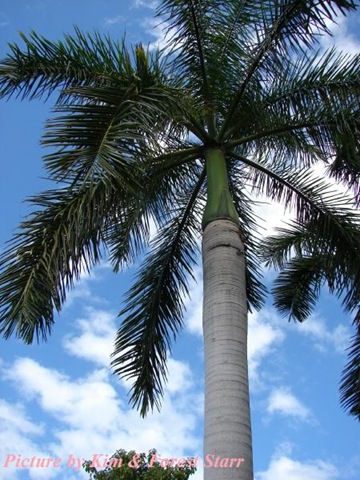 [roystonearegiakimforest2.jpg]