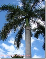 roystonea regia kim forest roystonea regia kim forest