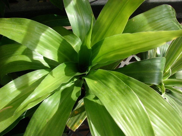 [Dracaenahookeriana2.jpg]