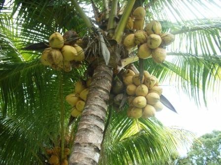 [malay yellow dwarf3[4].jpg]