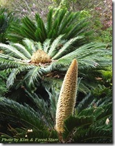 cycas revoluta male and female flower cycas revoluta male and female flower