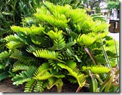 zamia furfuracea tanetahi zamia furfuracea tanetahi