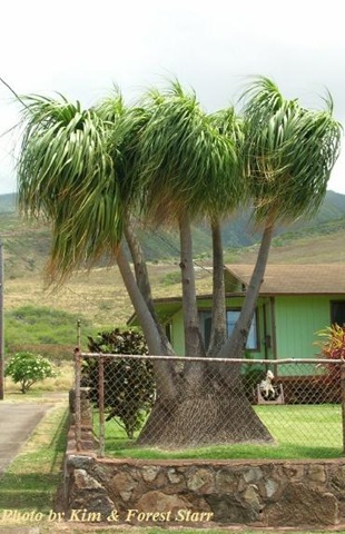 [beaucarnea recurvata.jpg]