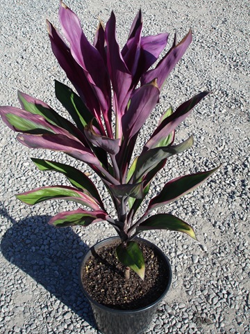 [Cordyline Purple Prince -1.jpg]