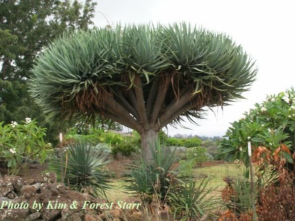 [Dracaena draco by Starr[1].jpg]