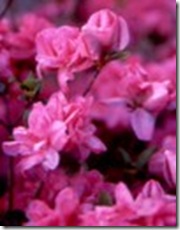 Azalea fairy queen Azalea fairy queen