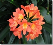 clivia miniata 2 clivia miniata 2