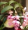[Medinilla magnifica in pot.jpg]