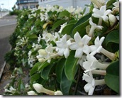 stephanotis floribunda starr stephanotis floribunda starr