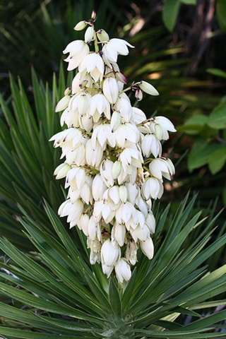 [Yucca aloifolia.jpg]