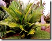 Arenga tremula