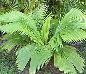 [beccariophoenix madagascariensis 2[3].jpg]