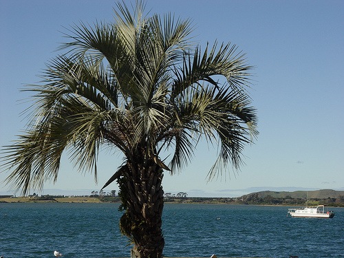 [butia capitata tanetahi[3].jpg]