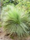 [xantorrhoea grass tree[3].jpg]