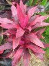 [Cordyline rosebud[4].jpg]