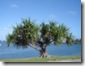 pandanus tree utilis