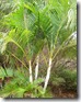 Dypsis lutescens golden cane Dypsis lutescens golden cane