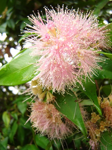 [lilly pilly tree[3].jpg]