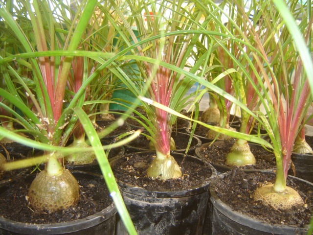 [Beaucarnea guatemalensis 4 inch[3].jpg]