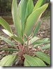 Cordyline Pink Diamond